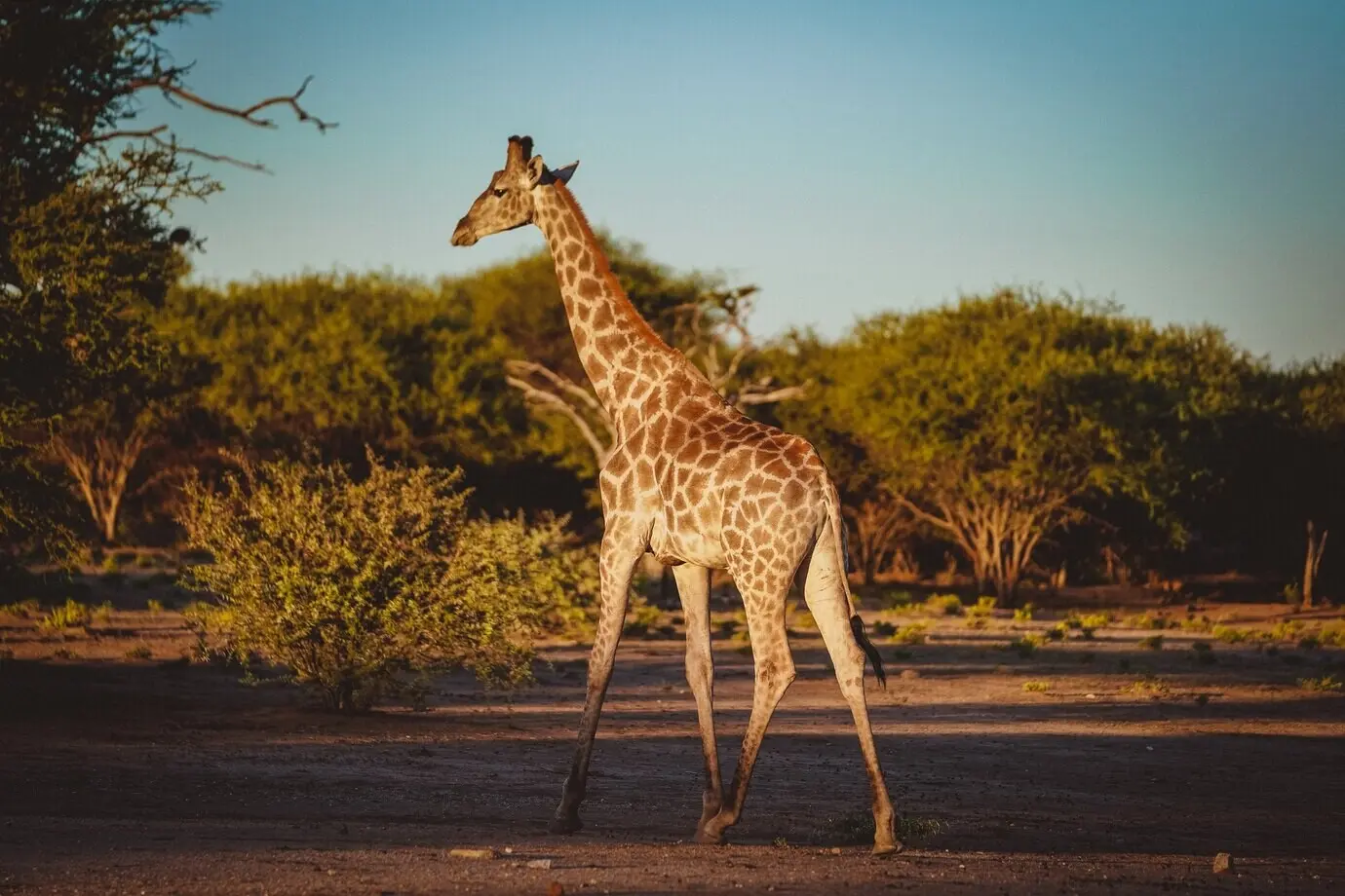 Aufnahme von hinten einer niedlichen Giraffe auf einem Feld, im Hintergrund niedrige Bäume.